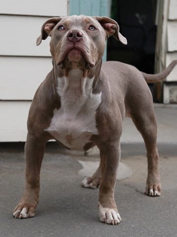 A muscular gray and white dog standing on concrete.