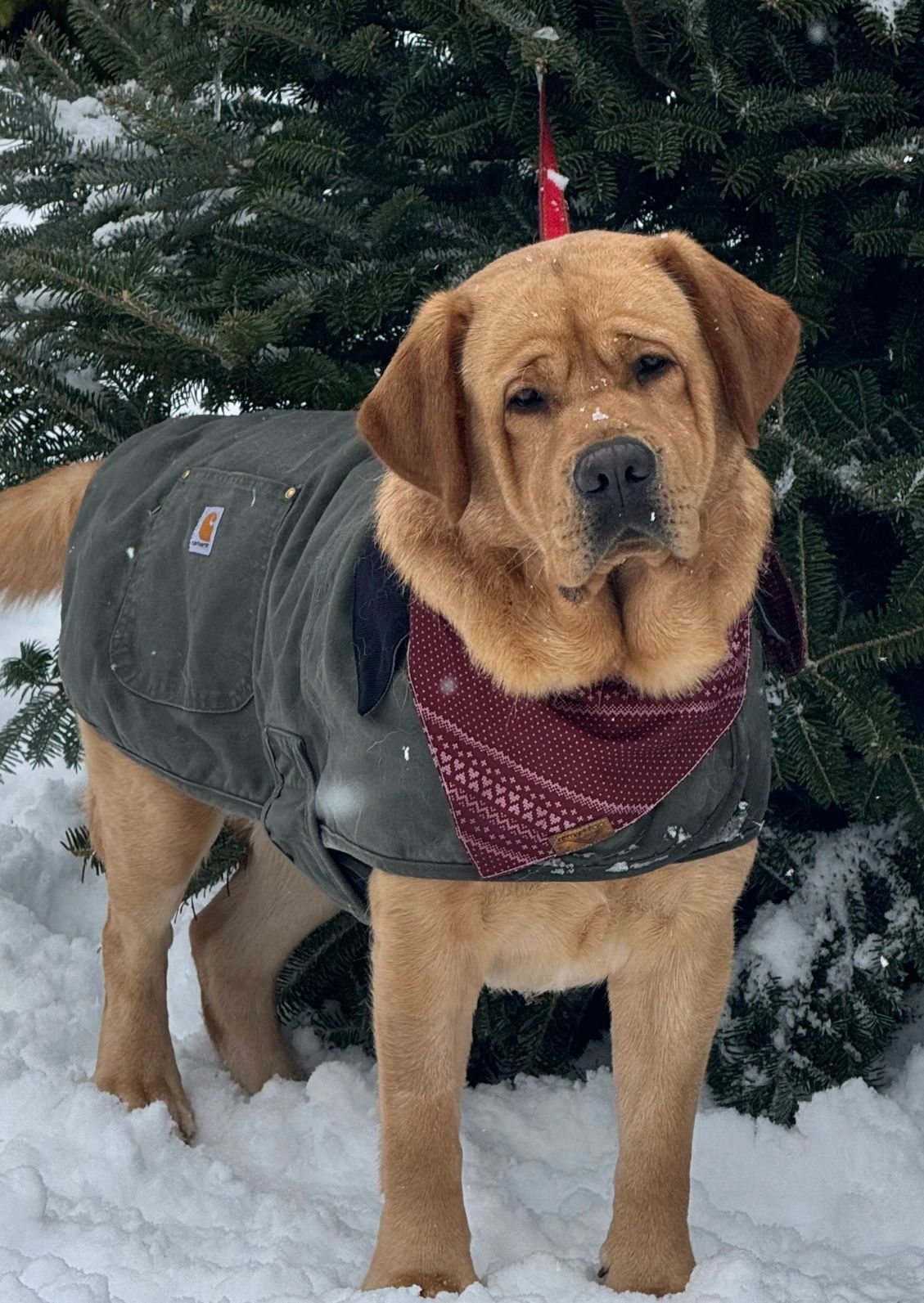 A dog in a winter coat and bandana standing in the snow.