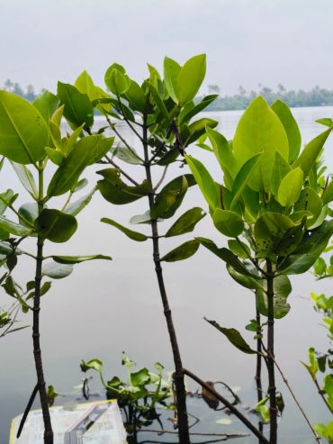 Young green plants with fresh leaves against a gray sky.