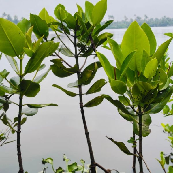 Young green plants with fresh leaves against a gray sky.