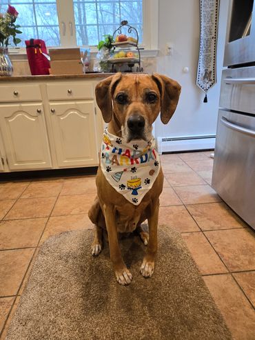 Satara's 12th Birthday 2024