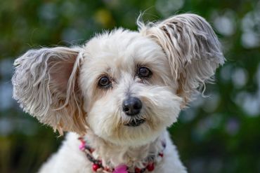 Close-up of a small white dog with fluffy ears and a pink collar.