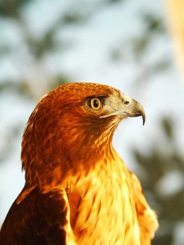Close-up of a golden eagle's head with sharp eyes and beak.