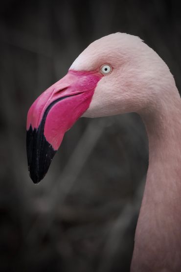 Close-up of a pink flamingo's head with vibrant beak and pale eye.