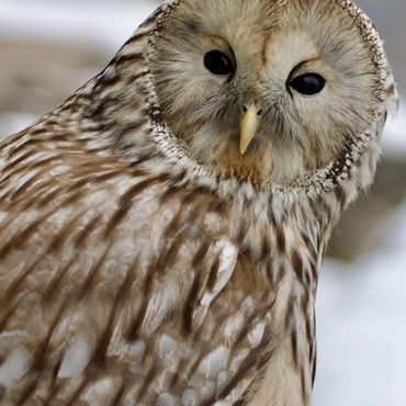 Close-up of a barred owl with detailed feathers and dark eyes.