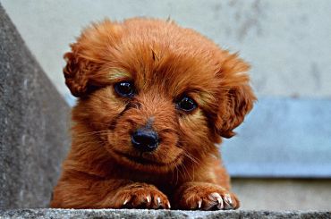 Adorable brown puppy resting its head and paws, looking curiously.