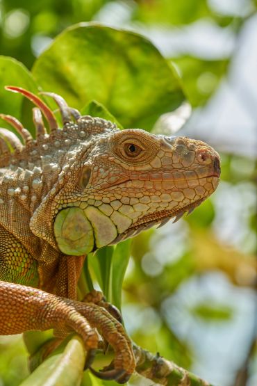 Close-up of an iguana on a branch with green leaves in the background.