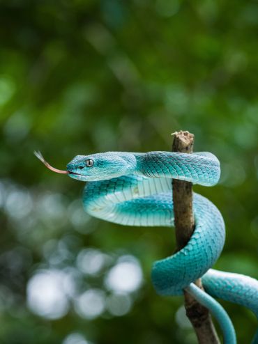 A vibrant blue snake coiled on a branch, flicking its tongue.