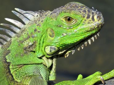 Close-up of a green iguana showing detailed scales and spines.
