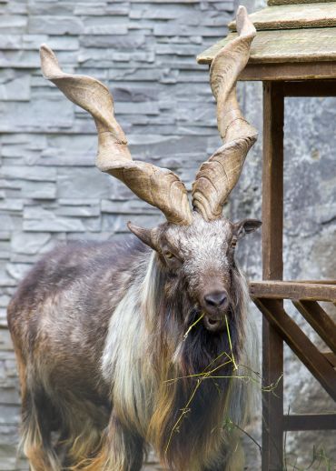 A markhor goat with large twisted horns eating grass near a wooden structure.