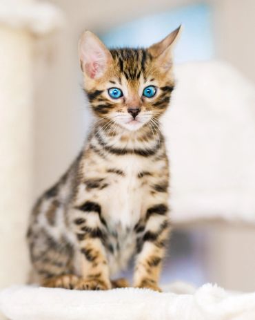 Close-up of a spotted kitten with striking blue eyes.
