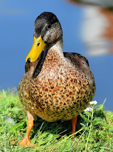 Close-up of a duck with a yellow beak standing on grass near water.