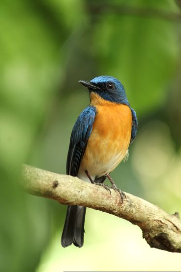 A colorful bird with blue and orange feathers perched on a branch.