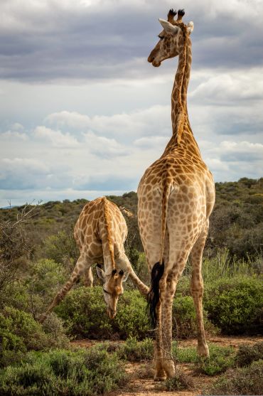 Two giraffes in a natural landscape, one drinking water.
