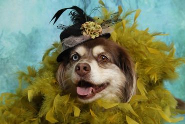 Dog with heterochromia wearing a feathered hat and yellow boa.