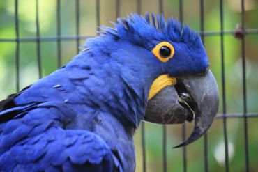 Close-up of a vibrant blue macaw with a yellow eye-ring and black beak.
