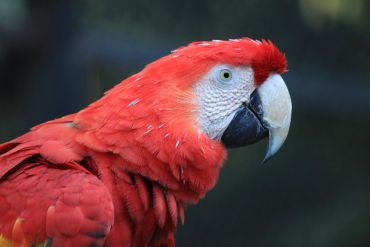 Close-up of a vibrant red parrot with detailed feathers and a strong beak.