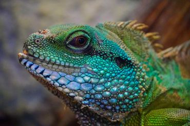 Close-up of a vibrant green and blue lizard's textured face.