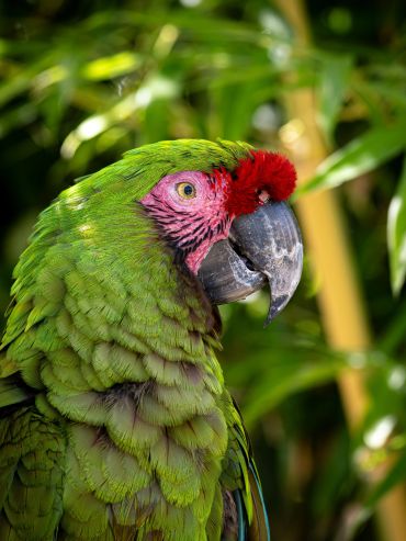 Close-up of a vibrant green macaw with red face feathers and a large beak.