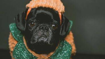 Black pug wearing an orange knitted hat and green bow tie.