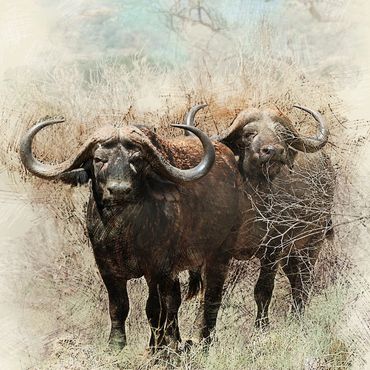 Two African buffaloes in a dry brushy landscape with artistic texture.