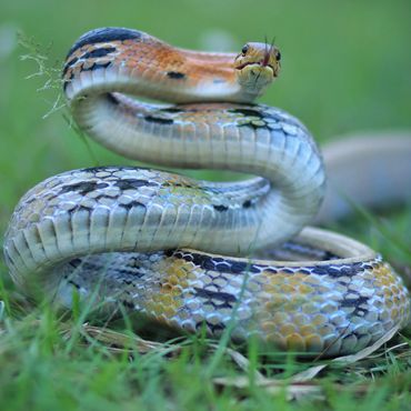 Close-up of a coiled snake with vibrant scales on green grass.