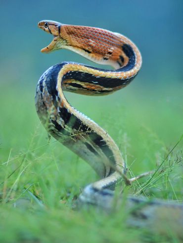 Close-up of a colorful snake with its mouth open in a grassy area.