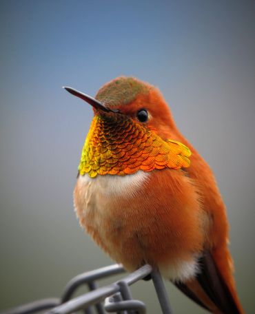 Close-up of a vibrant orange hummingbird perched on a metal bar.