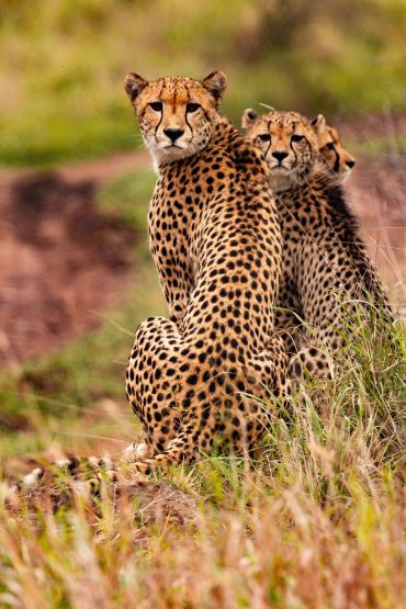 Two cheetahs sitting closely in a grassy area, looking towards the camera.