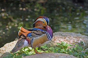 A colorful mandarin duck standing on a rock near greenery.