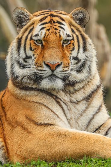 Close-up of a calm tiger resting on grass.