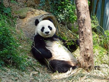 A giant panda relaxing and eating bamboo in a lush enclosure.