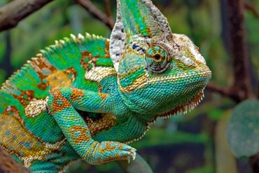 Close-up of a colorful chameleon with detailed scales and textures.
