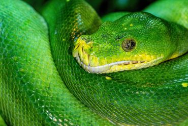 Close-up of a bright green snake coiled up.