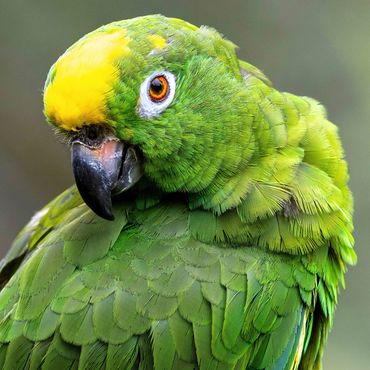 Close-up of a vibrant green parrot with a yellow patch on its head.