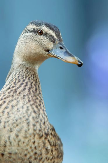 Close-up of a duck's head with a blue background.