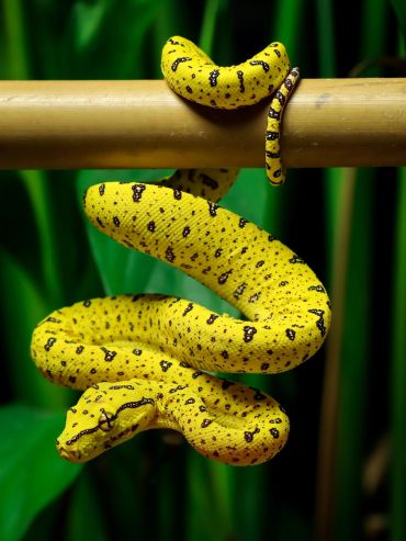 Bright yellow snake coiled around a branch with green foliage in the background.