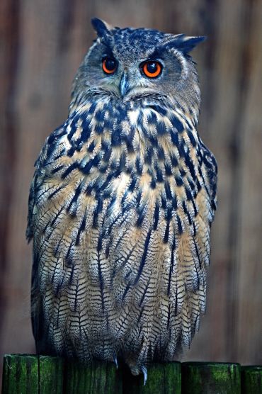 Majestic owl with bright orange eyes perched on green wooden posts.