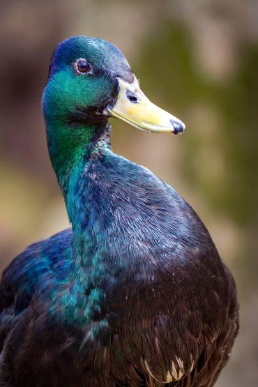Close-up of a duck with iridescent green and blue feathers.