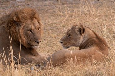 A lion and lioness lie facing each other in dry grass.