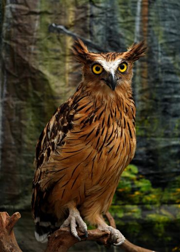 Close-up of a brown owl with striking yellow eyes perched on a branch.