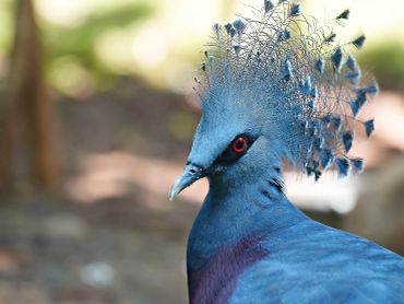 Close-up of a Victoria crowned pigeon with intricate blue feathers and red eyes.