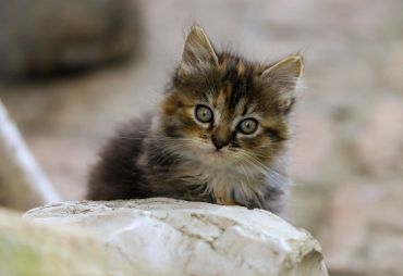 Close-up of a fluffy kitten with captivating blue eyes on a stone surface.