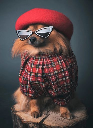 Dog wearing a red beret, sunglasses, and a plaid coat, sitting on a tree stump.