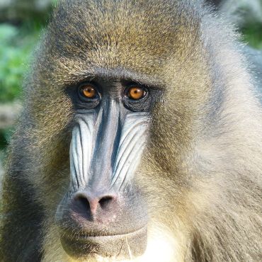Close-up of a baboon's face focusing on its eyes and nose.