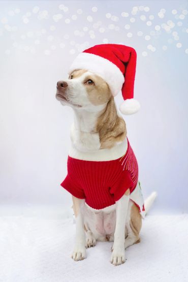 Dog wearing a Santa hat and red sweater in a snowy setting.
