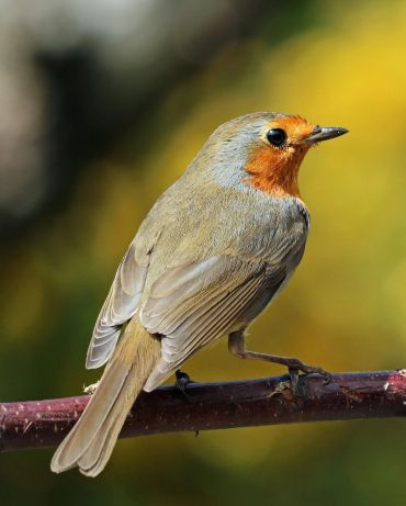 Close-up of a European robin perched on a branch with a blurred natural background.