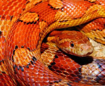 Close-up of a vibrant orange and black snake scales and head.