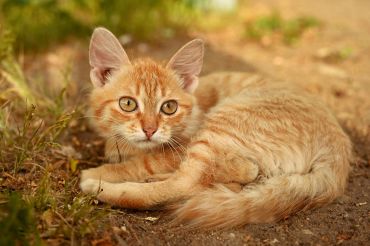 Close-up of an orange tabby cat lying on the ground.