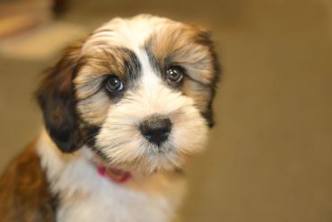 Close-up of an adorable fluffy puppy with soulful eyes.